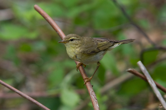 A willow warbler perched on a stem, looking into the distance